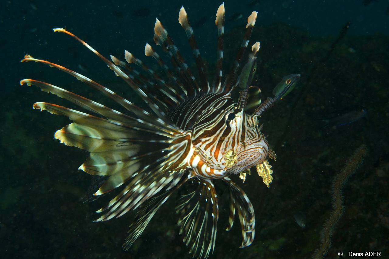 Pterois-miles rascasse volante-Mahe Barges jumelles-6m-20190608-Denis-ADER-DSC_7982_tn.jpg